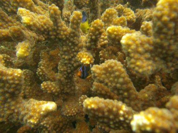 Peixe se esconde no coral em El Cantil, ponto de mergulho no Cabo Pulmo, no sul da Baja California, Mar de Cortez, no México
